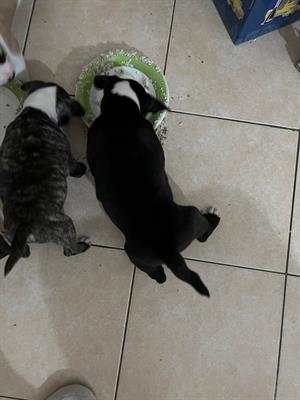 Amstaff - 4 bellissimi cuccioli 2 maschi e 2