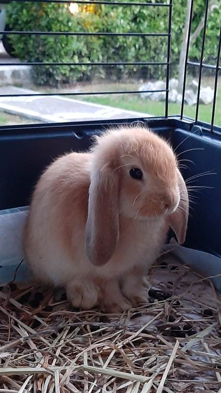 Foto 2 Coniglio ariete nano