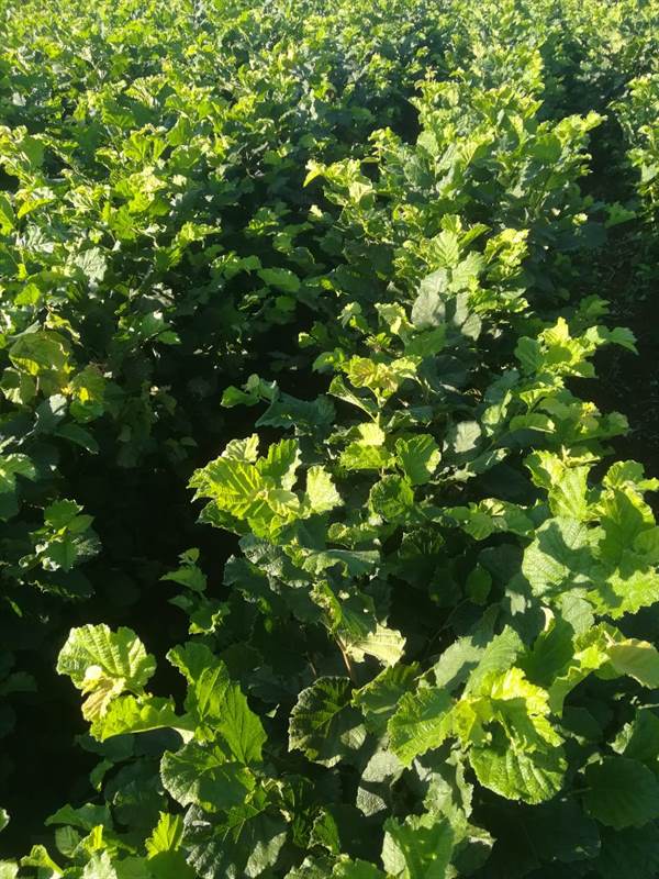 Piantine di nocciolo - Foto 1