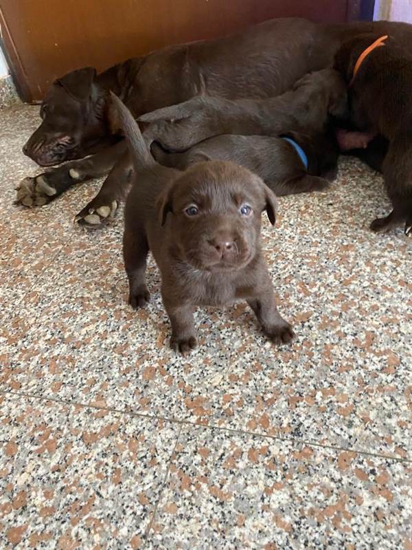 Cuccioli Razza labrador chocolate