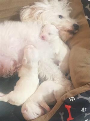 Cuccioli maltesi maschi - Foto 3