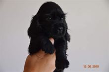 Foto 5 Cocker Spaniel Inglese