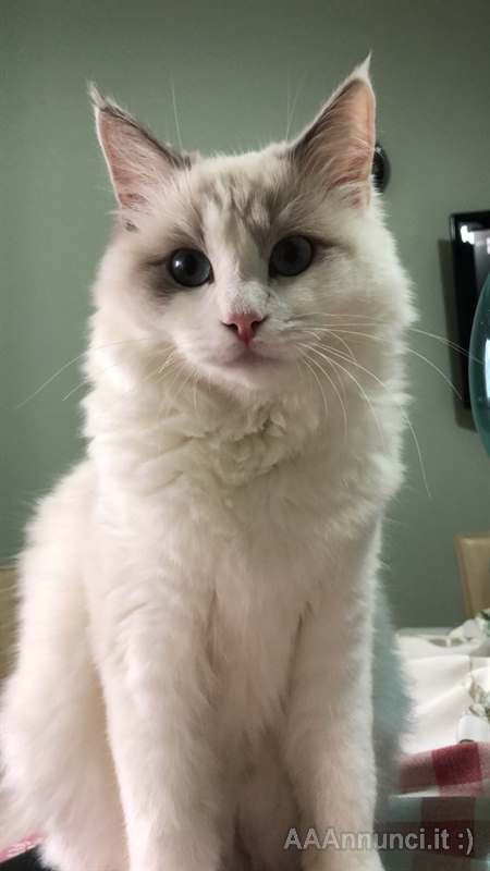 Ragdoll femmina di un anno cerca maschio per accoppiamento