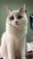Ragdoll femmina di un anno cerca maschio per accoppiamento - Anteprima 1