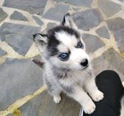 Cuccioli di Siberian Husky