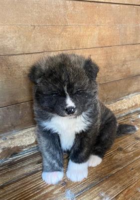 Cucciolo maschio akita inu
