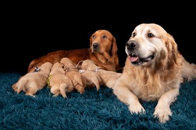 Golden retriever