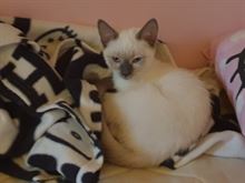 Splendidi cuccioli thai (siamesi tradizionali)