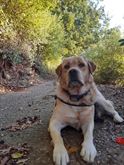 Labrador cerca fidanzata