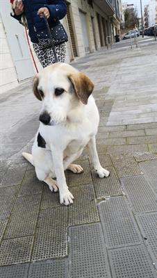 Leila in adozione