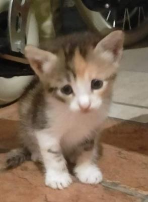 Regalasi 3 ultime bellissime gattine - Foto 2