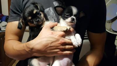 Cuccioli con pedigree