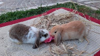 Coniglio ariete nano - Foto 3