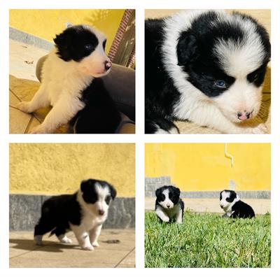 Cuccioli di Razza Border collie con pedigree - Foto 3