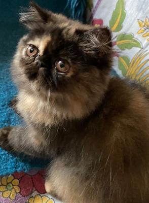 Cucciola femmina razza persiana