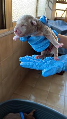 Cuccioli Razza Pitbull con Pedigree, genitori visibili - Foto 3