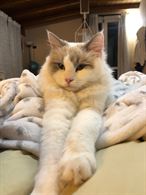 Foto 2 Ragdoll femmina di un anno cerca maschio per accoppiamento