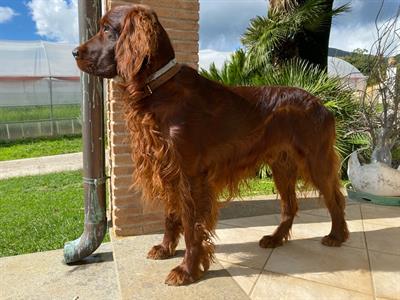 Cerco femmina di Setter Irlandese - Anteprima 1