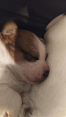 Cuccioli di jack russel puri - Foto 5