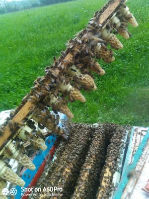 Vendo api ligustiche - Anteprima 1