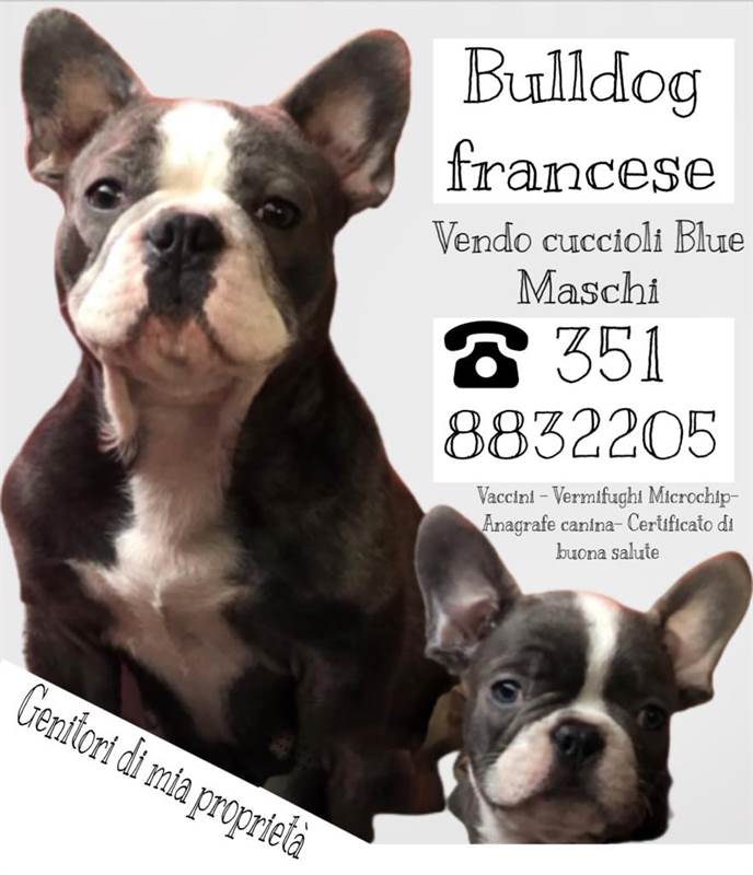 Foto 3Bulldog francese Blue, colore Tan