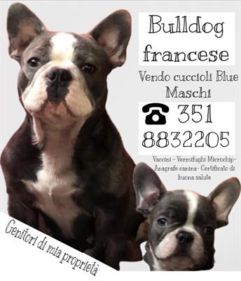 Bulldog francese Blue, colore Tan - Anteprima 3
