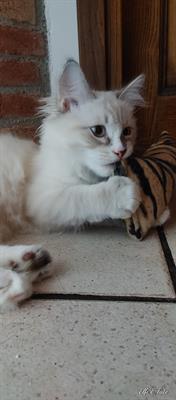 Cucciolo gatto siberiano con pedigree ENFI