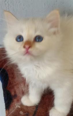 Cuccioli Sacro di Birmania con pedigree - Foto 4