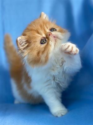 Persiano - Disponibili due cuccioli di razza
