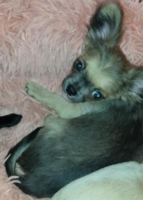 Chihuahua Maschietto