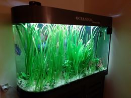 Acquario completo 480 L + 6 Discus