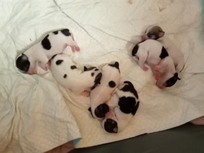 Cuccioli chihuahua