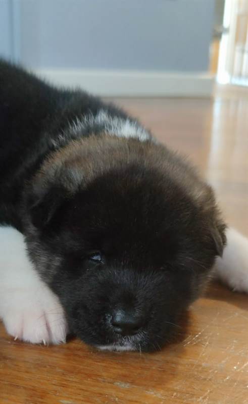 Foto 4Cuccioli akita americano