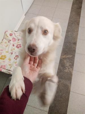 Winny: 14 kg di pelo bianchissimo e dolcissimo