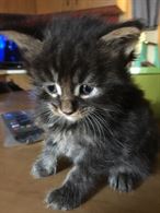 Foto 4 Cuccioli MaineCoon