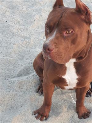 Regalo american pit bull terrier