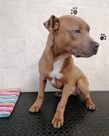 Cucciolotto di Amstaff nato il 17