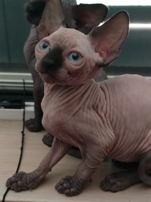 Sphynx con pedigree - Foto 3