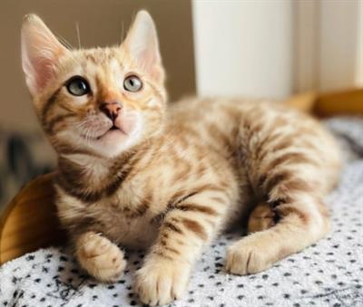 Gattini di Bengala con pedigree anfi