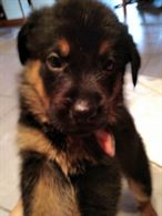 Cuccioli Rottweiler/Pastore Tedesco