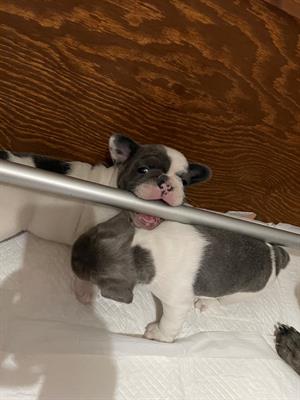 Maschio Bulldog Francese