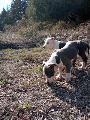 Amstaff Blu Allevamento e Cuccioli Bari Lecce Taranto
