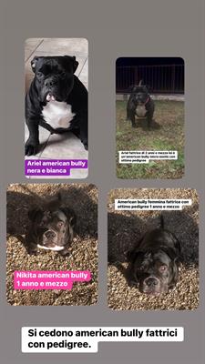 American Bully