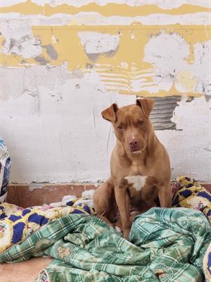 Pitbull - 2 maschi e 1 femmina - Foto 6