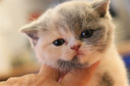 British Shorthair Cuccioli