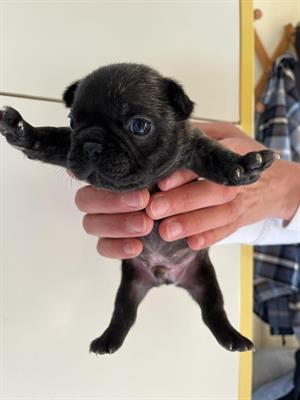 Cuccioli di Bulldog francese