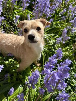 Adozione del cuore per piccolo cagnolino