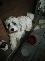 Foto 2 Maltipoo - Maltese / Barbaoncino