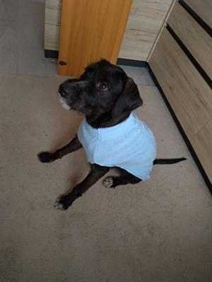 Regalo cucciolo cane di 12 mesi