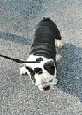 Foto 3 Bulldog Inglese maschio